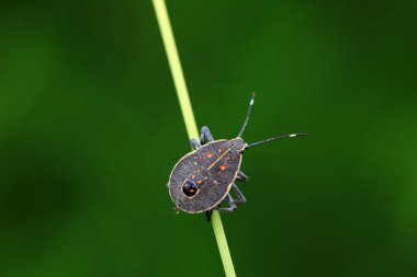 Vahşi doğada hemiptera böcekleri, Kuzey Çin