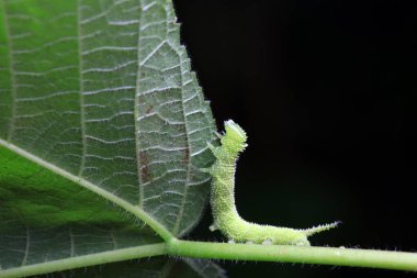 Lepidoptera larvaları vahşi doğada, Kuzey Çin