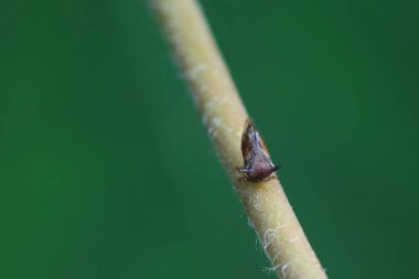 Kuzey Çin 'deki yabani bitkilerin üzerine ağustos böceği yaprağı