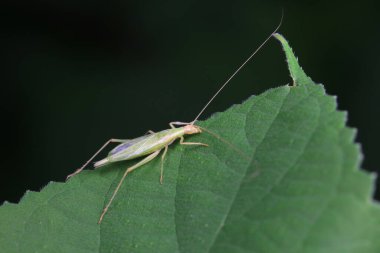 Kuzey Çin 'deki yabani bitkiler üzerine ağaç cırcırböceği