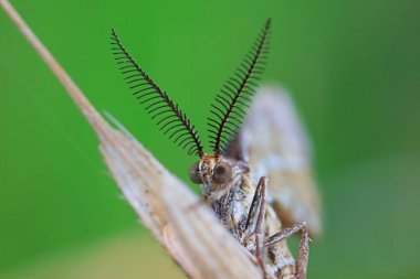 Lepidoptera böcekleri vahşi doğada, Kuzey Çin