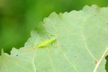 Kuzey Çin 'de Katydid perileri.