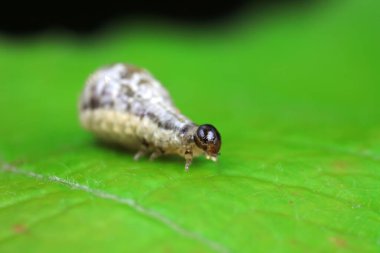 Negatif çamur böceği, doğada küçük bir böcek, Kuzey Çin