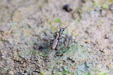 Coleoptera Cicindelidae böceği vahşi doğada, Kuzey Çin