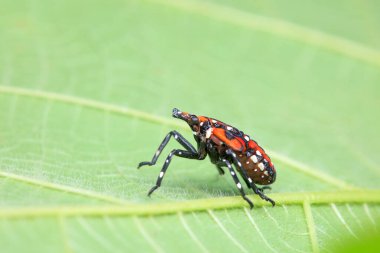 Kuzey Çin 'deki yabani bitkilerin üzerindeki Cicadellidae böcekleri.