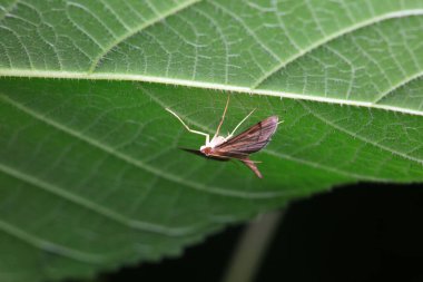 Lepidoptera böcekleri vahşi doğada, Kuzey Çin