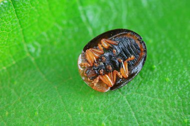 Hispidae ailesi Kuzey Çin 'de bitkilerin üzerinde sürünüyor.