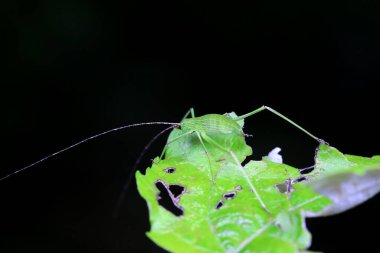 Katydid nymphs in the wild, North China clipart