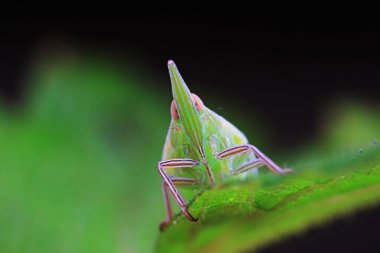 Kuzey Çin 'deki yabani bitkilerin üzerindeki Cicadellidae böcekleri.
