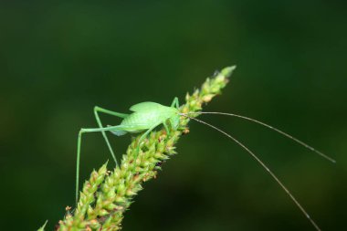 Kuzey Çin 'de Katydid perileri.