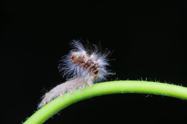 Lepidoptera larvaları vahşi doğada, Kuzey Çin
