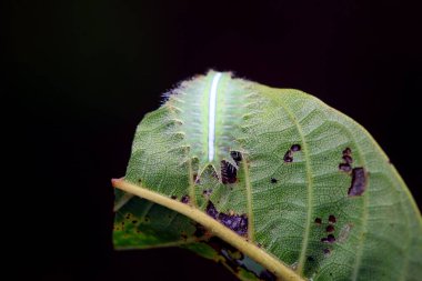 Lepidoptera larvaları vahşi doğada, Kuzey Çin