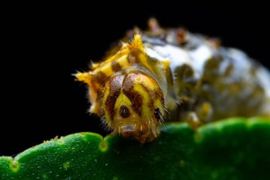 Lepidoptera larvaları vahşi doğada, Kuzey Çin