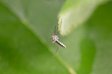 Vahşi doğada sivrisinek, Kuzey Çin