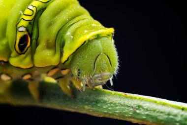 Lepidoptera larvaları vahşi doğada, Kuzey Çin