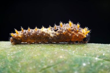 Lepidoptera larvaları vahşi doğada, Kuzey Çin