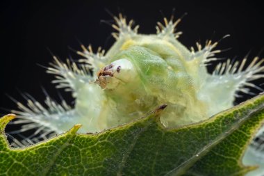 Lepidoptera larvaları vahşi doğada, Kuzey Çin