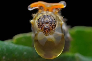 Lepidoptera larvaları vahşi doğada, Kuzey Çin