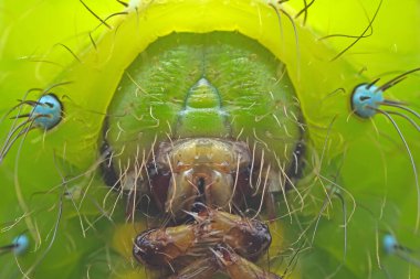 Lepidoptera larvae in the wild, North China clipart