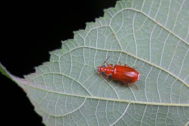 Karabidae böcekleri doğal halleriyle Kuzey Çin 'de.