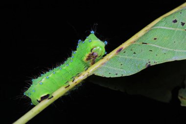 Lepidoptera larvaları vahşi doğada, Kuzey Çin