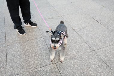 Tahta platformda evcil köpek