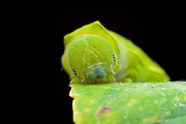 Lepidoptera larvaları vahşi doğada, Kuzey Çin