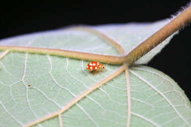 Kuzey Çin 'deki yabani bitkilerde uğur böcekleri