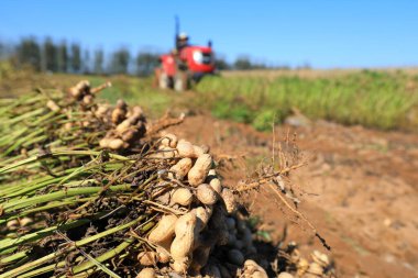 Çiftçiler Kuzey Çin 'deki tarlalarda fıstık toplamak için tarım makineleri kullanıyorlar.