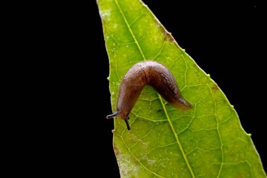 Gastropoda göz mermisi yumuşakçaları, Kuzey Çin