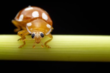 Kuzey Çin 'deki yabani bitkilerde uğur böcekleri