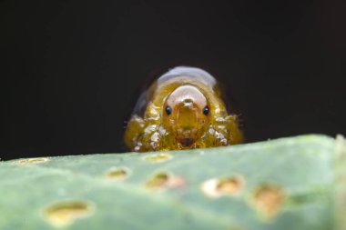 Kuzey Çin 'deki yabani bitkilerin üzerinde arı larvaları.