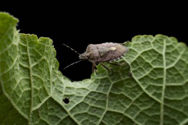 Pis kokulu böcekler vahşi Çin 'de yaşar.