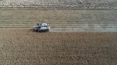 Çiftçiler Kuzey Çin 'de pirinç hasat etmek için hasatçılar kullanır.