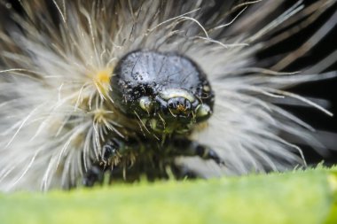 Lepidoptera larvaları vahşi doğada, Kuzey Çin