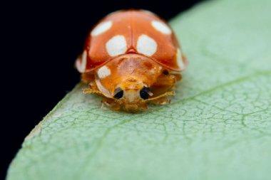Kuzey Çin 'deki yabani bitkilerde uğur böcekleri