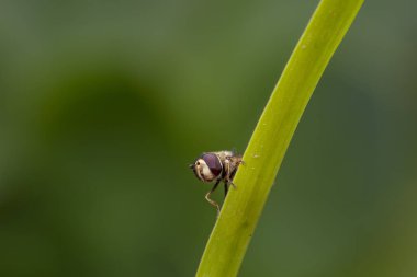 Syrphidae live on plants in North China clipart