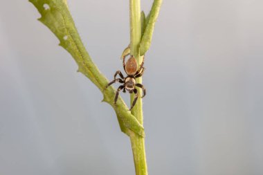 Jumping spider in the wild, North China clipart