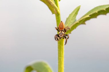 Jumping spider in the wild, North China clipart