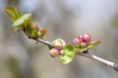 Begonya seansının yaprak tomurcukları Kuzey Çin 'deki botanik bahçesinde.