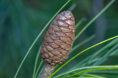Sincap meyvesine yakın.