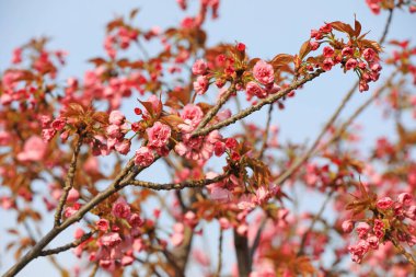 Parkta güzel kiraz çiçekleri var, Kuzey Çin