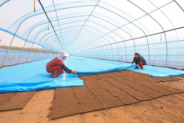 LUANNAN COUNTY, Çin - 20 Nisan 2021: Çiftçiler seraya pirinç eker ve fide yetiştirirler