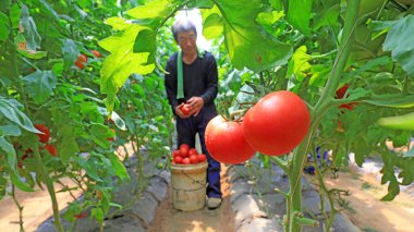 LUANNAN COUNTY, Çin - 21 Mayıs 2021: çiftçiler Kuzey Çin 'de bir çiftlikte domates hasat ediyorlar.