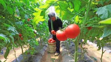 LUANNAN COUNTY, Çin - 21 Mayıs 2021: çiftçiler Kuzey Çin 'de bir çiftlikte domates hasat ediyorlar.