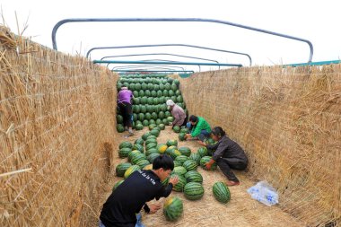 LUANNAN COUNTY, Çin - 29 Haziran 2021: Çiftçiler karpuz taşıyorlar tarlalarda, Çin