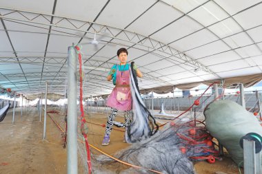 LUANNAN COUNTY, Çin - 19 Temmuz 2021: işçiler Çin 'deki bir balıkçı ağı işleme tesisinde yengeç ağlarını elle işliyorlar