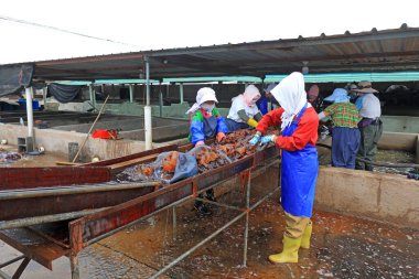 LUANNAN COUNTY, Çin - 21 Temmuz 2021: İşçiler Çin 'deki bir deniz ürünleri işleme tesisinde denizanası başlarını işlerler.