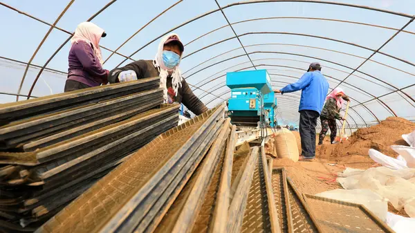 LUANNAN COUNTY, Hebei Eyaleti, Çin - 7 Nisan 2021: Çiftçiler seraya pirinç ekiyor