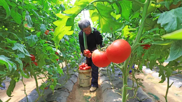 LUANNAN COUNTY, Çin - 21 Mayıs 2021: çiftçiler Kuzey Çin 'de bir çiftlikte domates hasat ediyorlar.